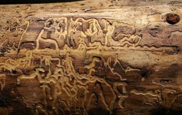 Шашели Шашели