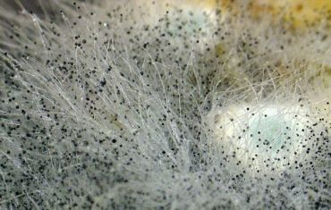 Грибок плісняви Грибок плісняви